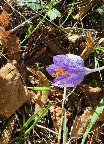crocus — photo 5 sur 8