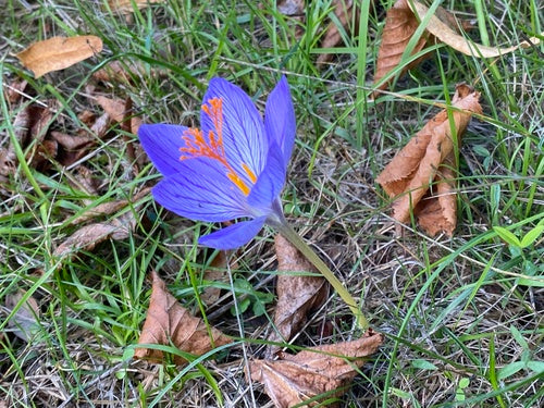 crocus — Bild 2