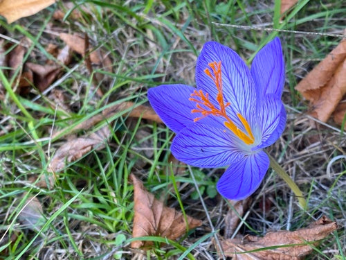 crocus — Bild 1