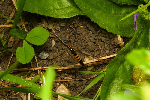 Mouche des prés Crocus — Bild 3