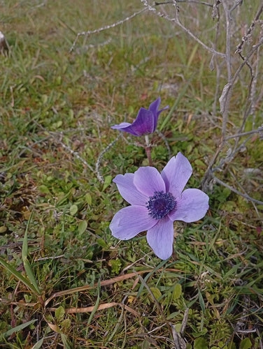 Anémone couronne — Bild 5