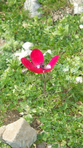 Anémone couronne — Bild 2