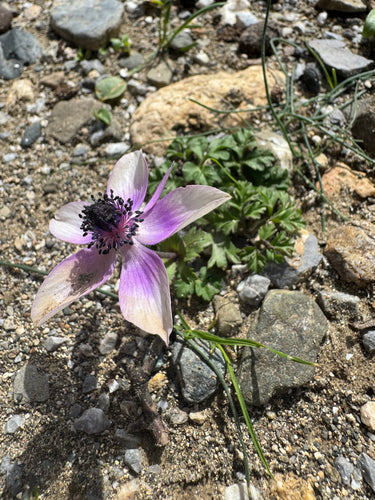Anémone couronne — Bild 3