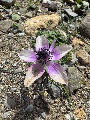Anémone couronne — Bild 4