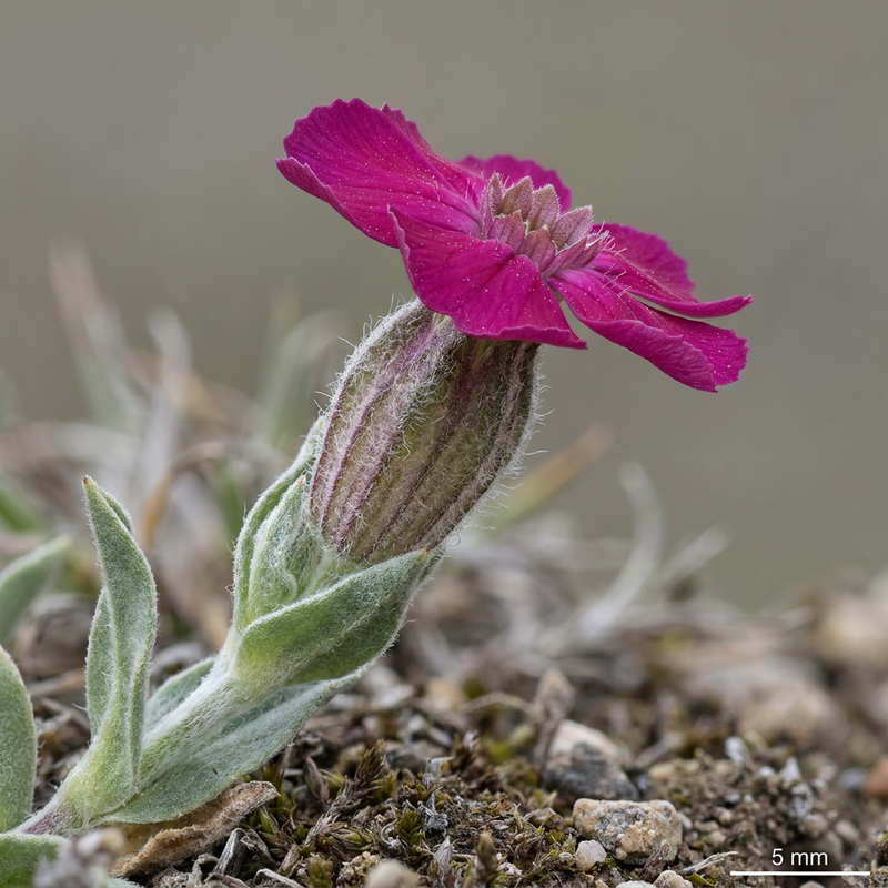 Campion de la Couronne