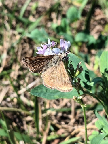 Papillon vesce couronne — Bild 5
