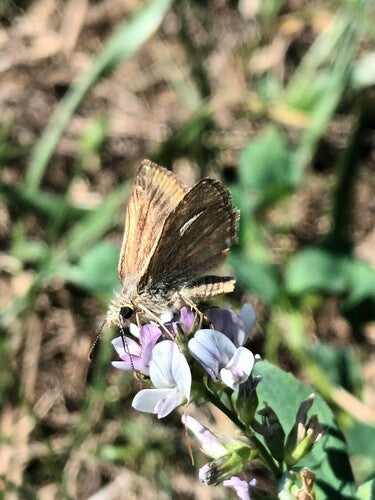Papillon vesce couronne — Bild 4