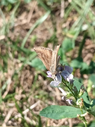 Papillon vesce couronne — Bild 3