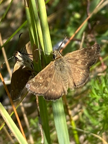 Papillon vesce couronne — Bild 2