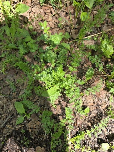 Graines de carvi — Bild 5