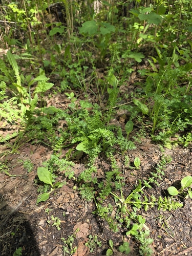 Graines de carvi — Bild 3
