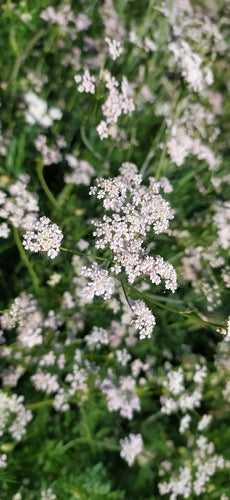 Graines de carvi — Bild 1