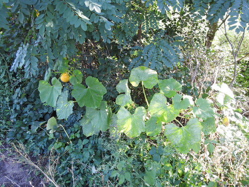 Citrouille — Bild 5