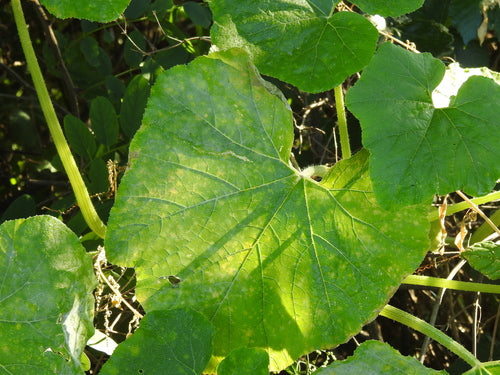Citrouille — Bild 4