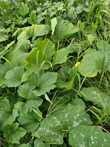 Citrouille — Bild 3