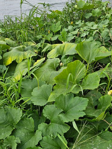 Citrouille — Bild 1