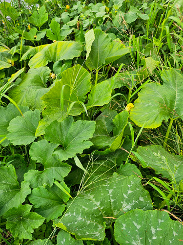Citrouille — Bild 2