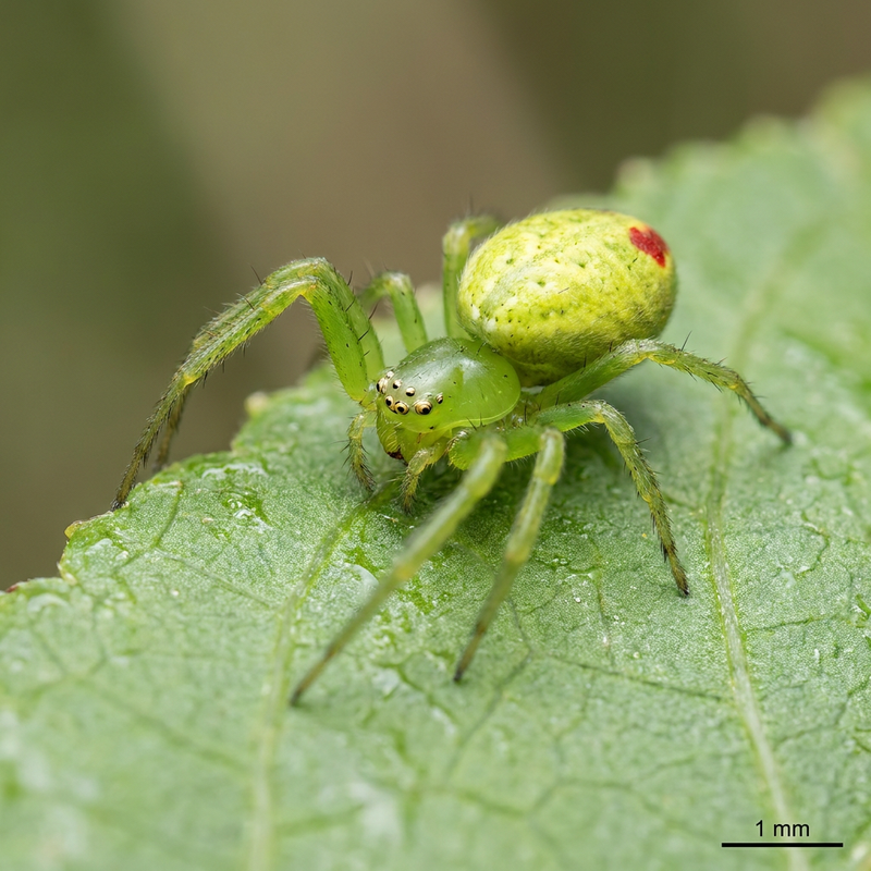 Araignée citrouille