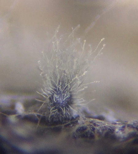 Chaetomium globosum — photo 1 sur 21