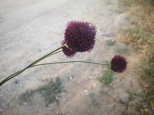 Boule de poireau — Bild 4