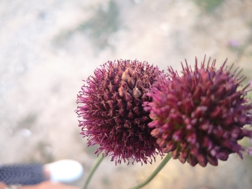 Boule de poireau — Bild 3