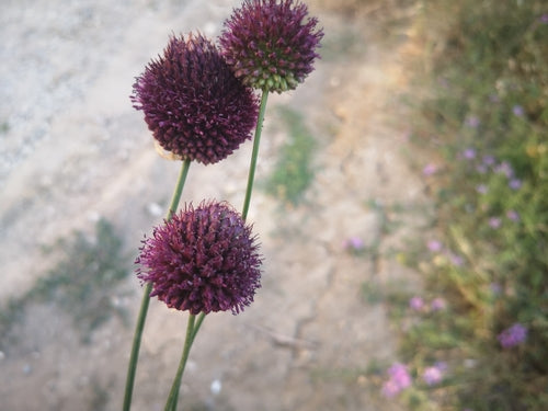 Boule de poireau — Bild 2
