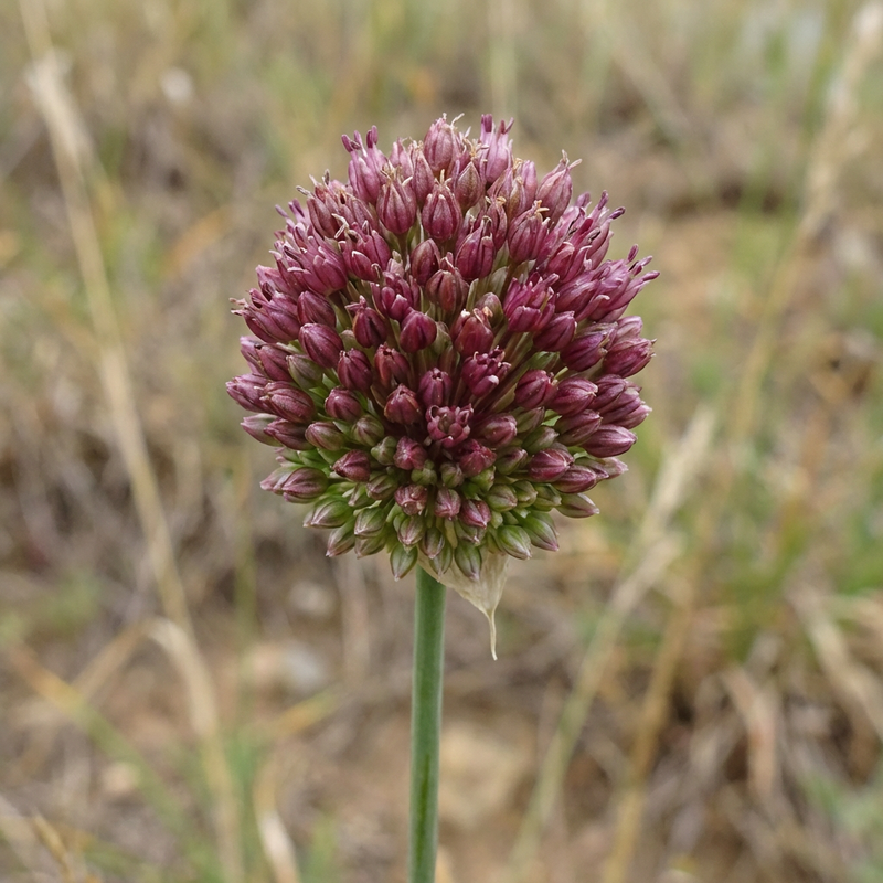 Boule de poireau