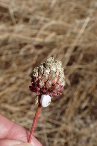 Boule de poireau — Bild 1