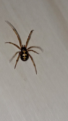 Araignées orbes — Bild 2