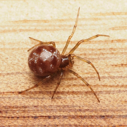 Araignées orbes — Bild 5