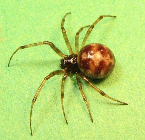 Araignées orbes — Bild 4