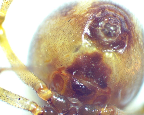 Araignées orbes — Bild 3