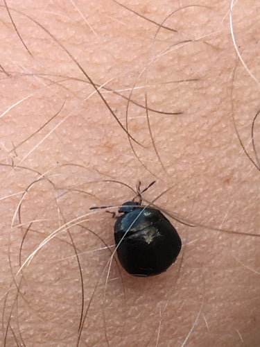 Bug de balle — Bild 3