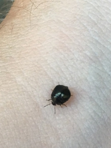 Bug de balle — Bild 5