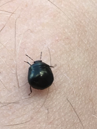Bug de balle — Bild 4