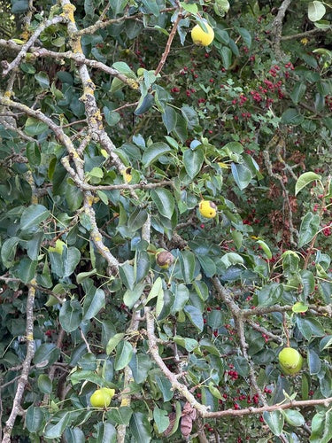 Poire cultivée — Bild 4