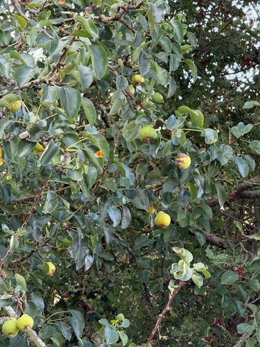 Poire cultivée — Bild 3