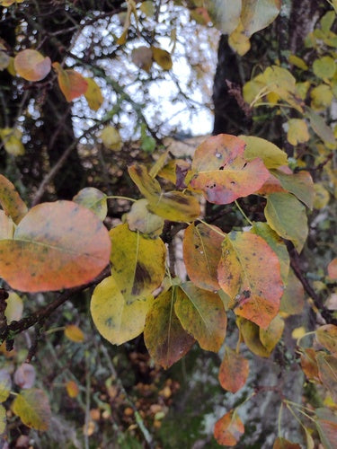 Poire cultivée — Bild 2