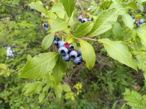 Bleuets cultivés — Bild 5