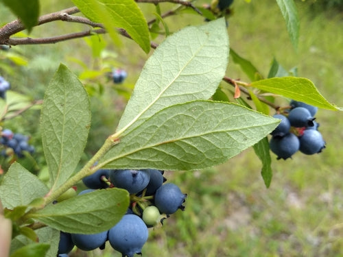 Bleuets cultivés — Bild 3