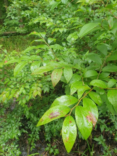 Bleuets cultivés — Bild 2