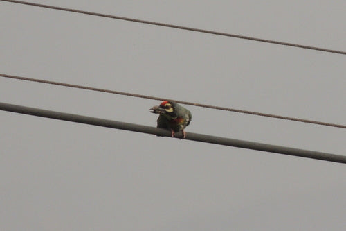 Oiseau barbu du chaudronnier — photo 5 sur 9