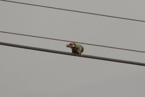 Oiseau barbu du chaudronnier — photo 4 sur 9