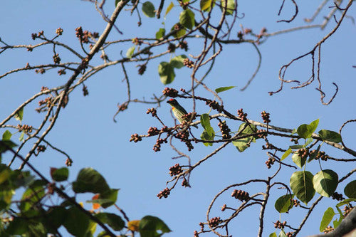 Oiseau barbu du chaudronnier — photo 2 sur 9