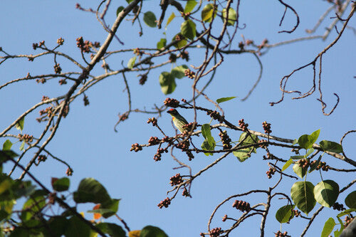 Oiseau barbu du chaudronnier — photo 3 sur 9