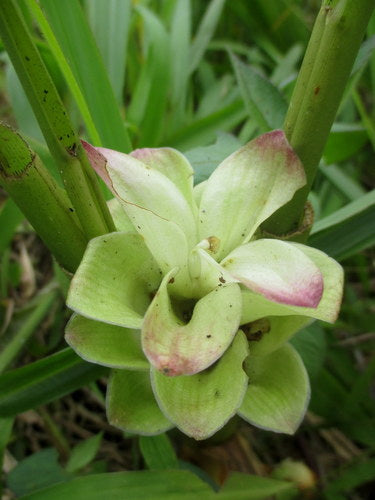 curcuma — Bild 5