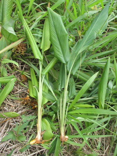 curcuma — photo 5 sur 10