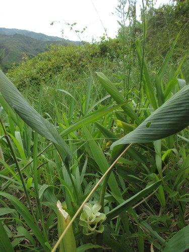 curcuma — Bild 2