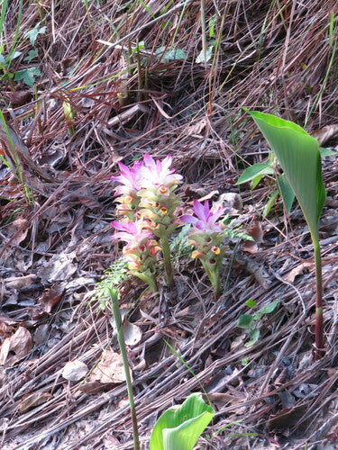 curcuma — Bild 3