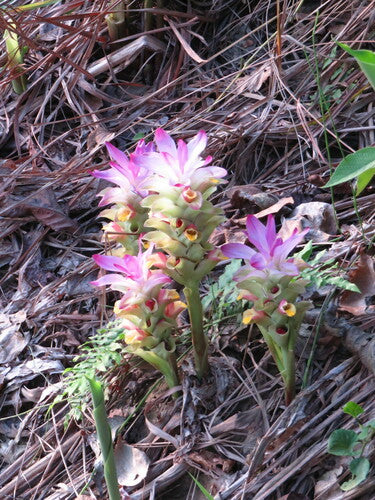 curcuma — Bild 4